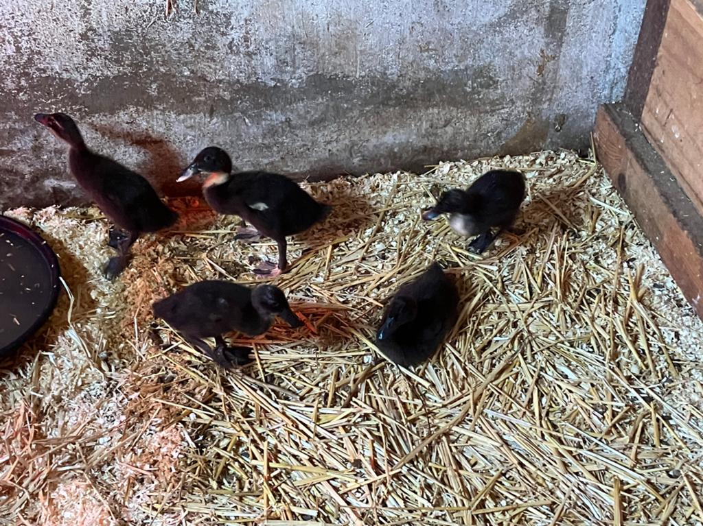 Indische Loopeenden, Dieren en Toebehoren, Pluimvee, Meerdere dieren, Eend