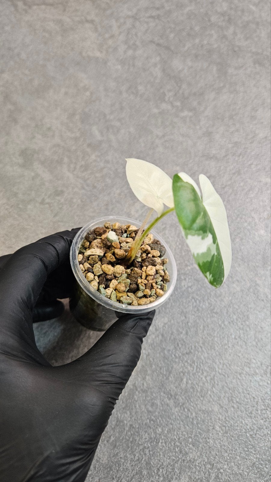 Alocasia Macrorrhiza Albo Variegata, Ophalen of Verzenden, Halfschaduw, Minder dan 100 cm