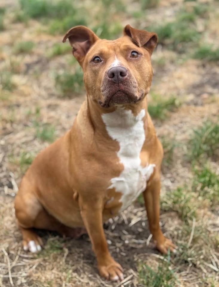 Stafford x pitbull teefje zoekt haar nieuwe thuis, Dieren en Toebehoren, Nederland, Teef, Parvo, Meerdere