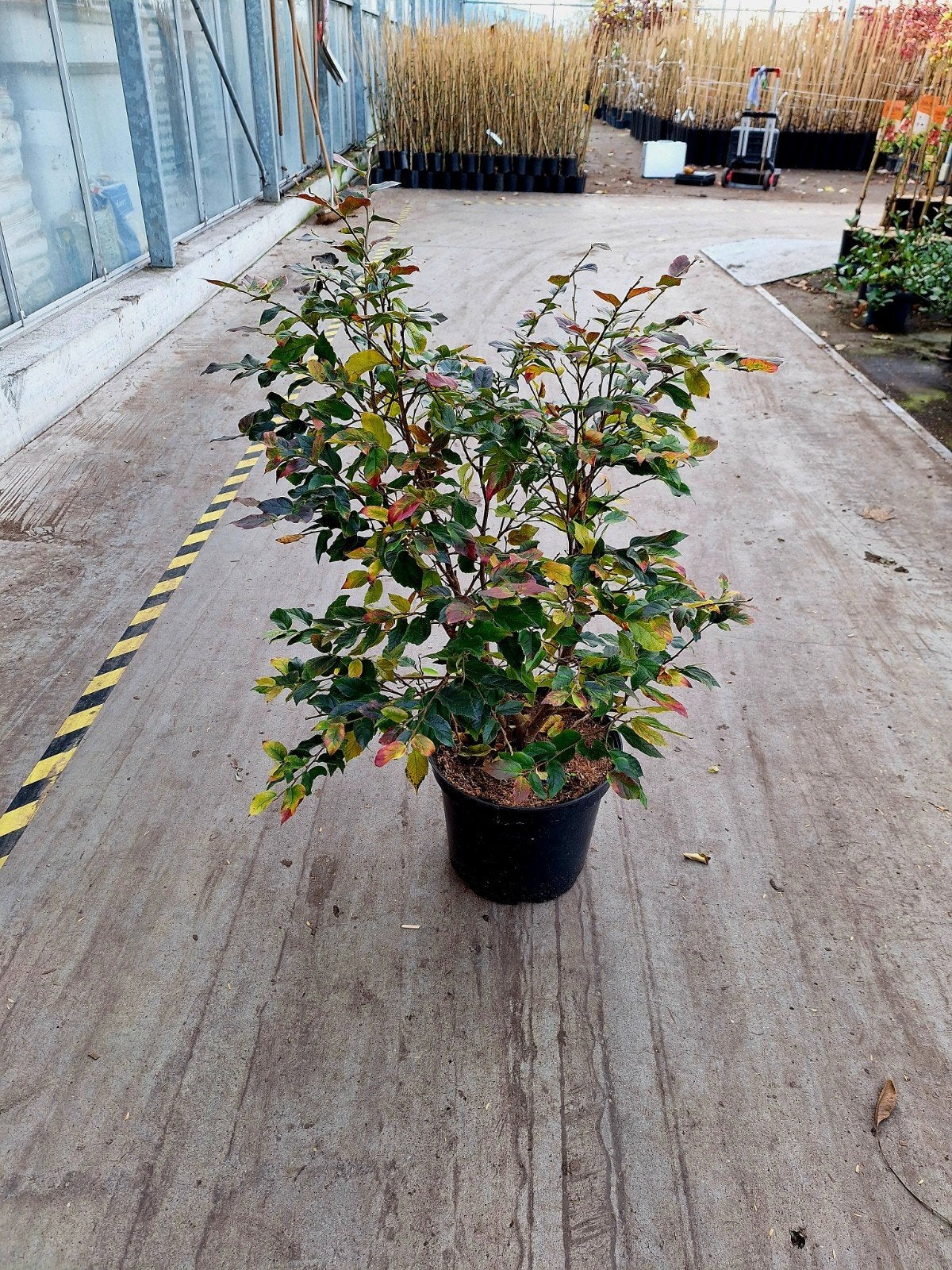 Parrotia Persica ' 🍀🍁 meerstam 🍁🍀, Ophalen, Overige soorten, Minder dan 100 cm