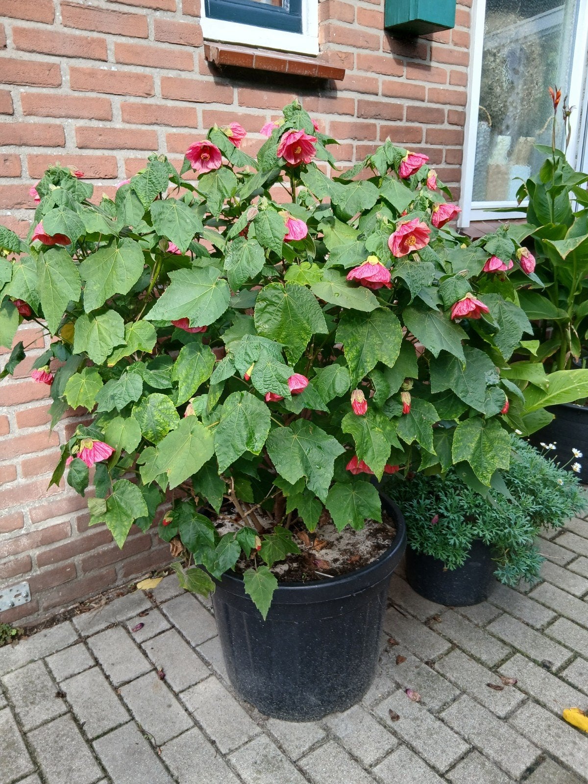 Abutilon (Chinese lantaarn) - Bloeiende potplant, Vaste plant, Halfschaduw, Zomer, Ophalen
