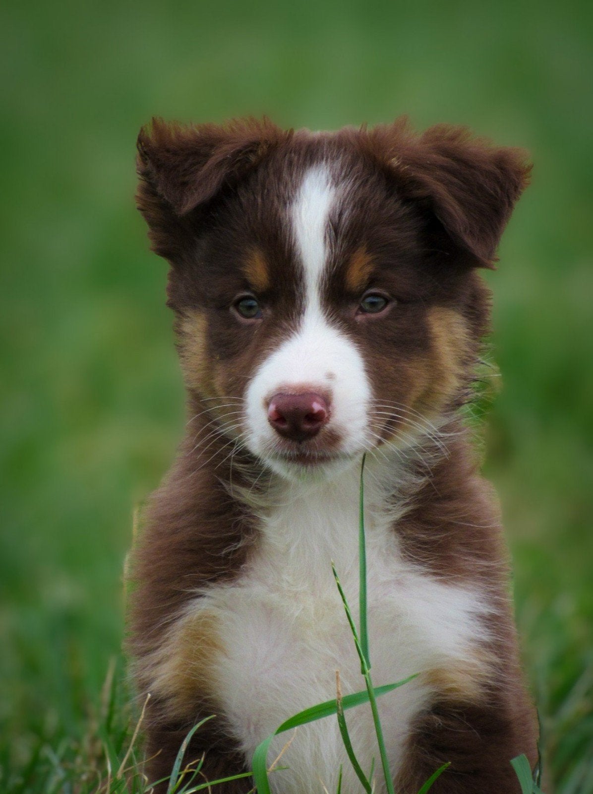 Lieve raszuivere border collie pups zoeken zorgzame baasjes, Dieren en Toebehoren, Parvo, 8 tot 15 weken, Collie, Meerdere