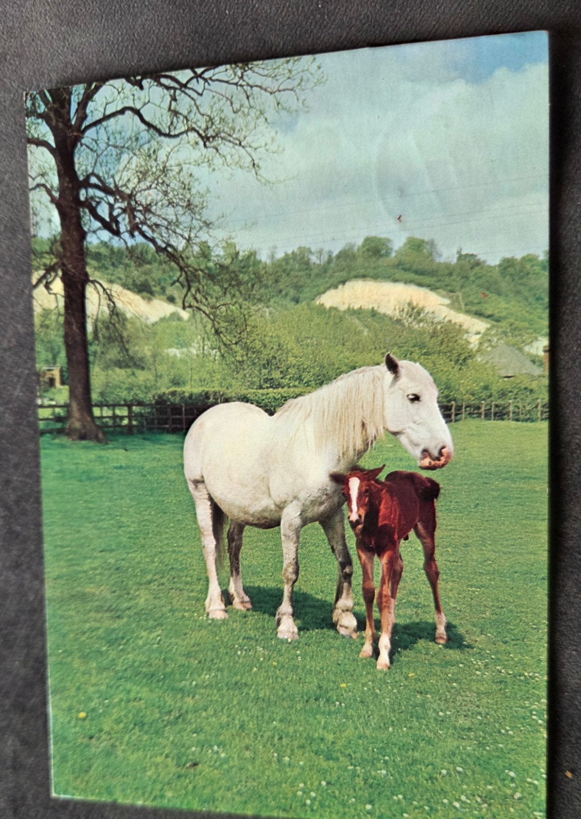 Paard met Veulen, Verzenden, 1960 tot 1980, Gelopen, Paard