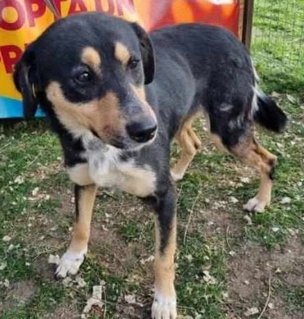 Mooie, lieve Sorella ter adoptie!, Particulier, Buitenland, Teef, Eén hond