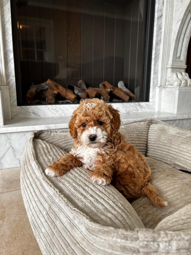 Maltipoo pup, Dieren en Toebehoren, Honden | Chihuahua's en Gezelschapshonden, 8 tot 15 weken, Eén hond, Nederland, Particulier