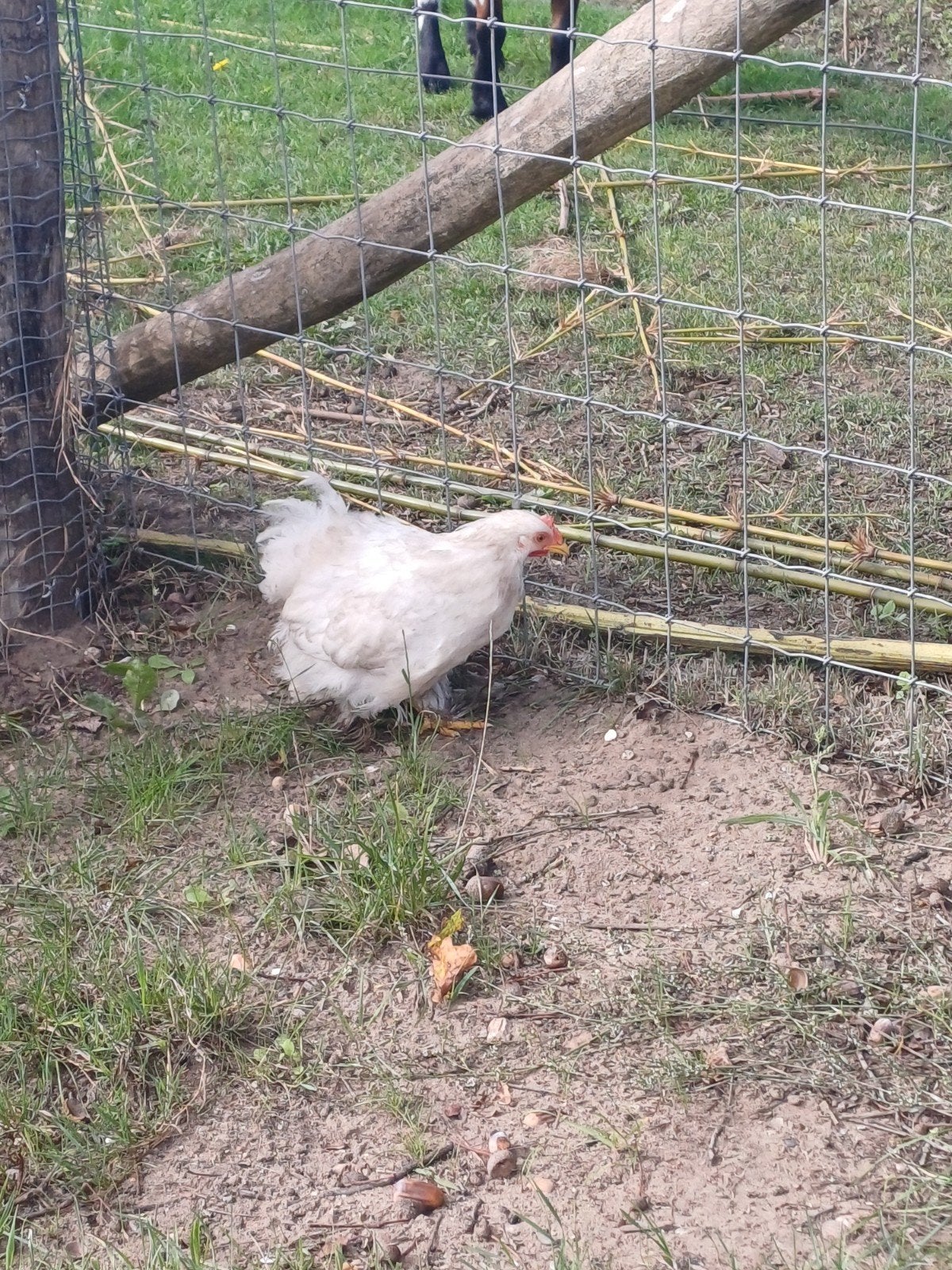 1 cochin hen (bobtail), Dieren en Toebehoren, Vrouwelijk, Kip