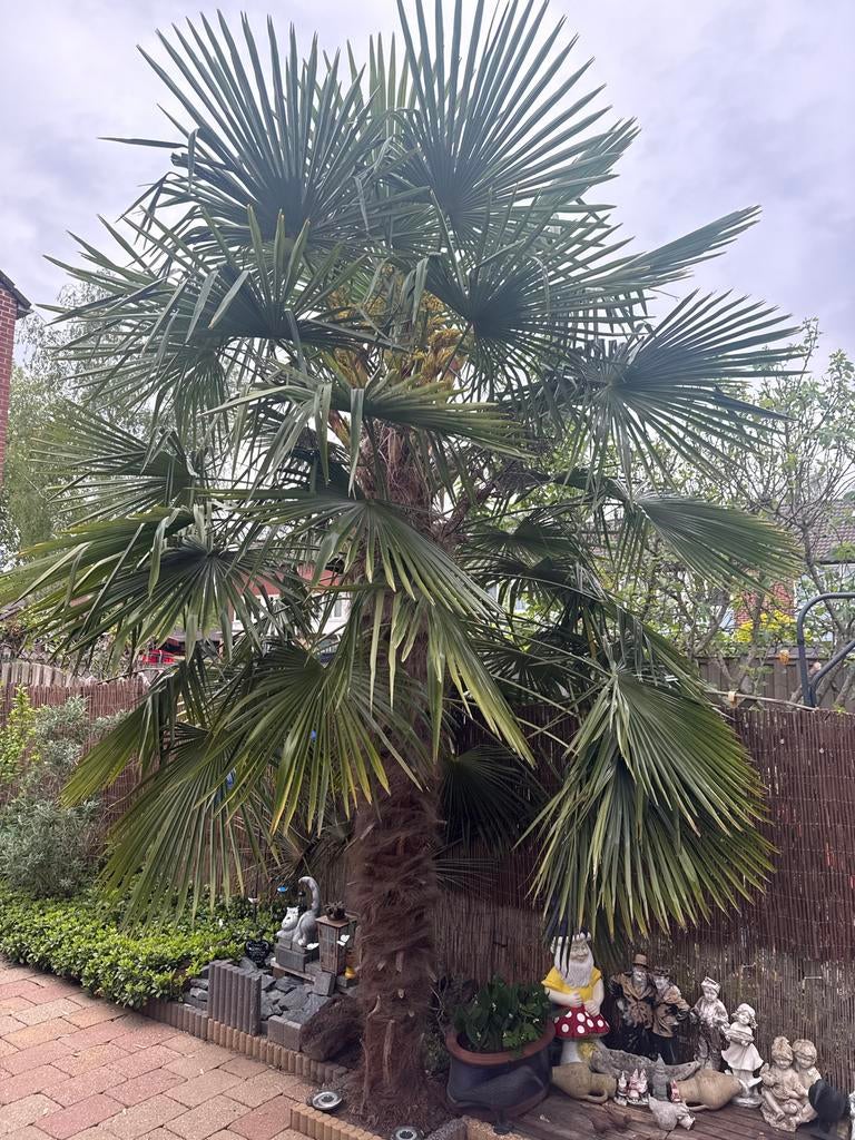 Chinese waaierpalm (Trachycarpus fortunei), Overige soorten, Volle zon, Vaste plant, Ophalen of Verzenden