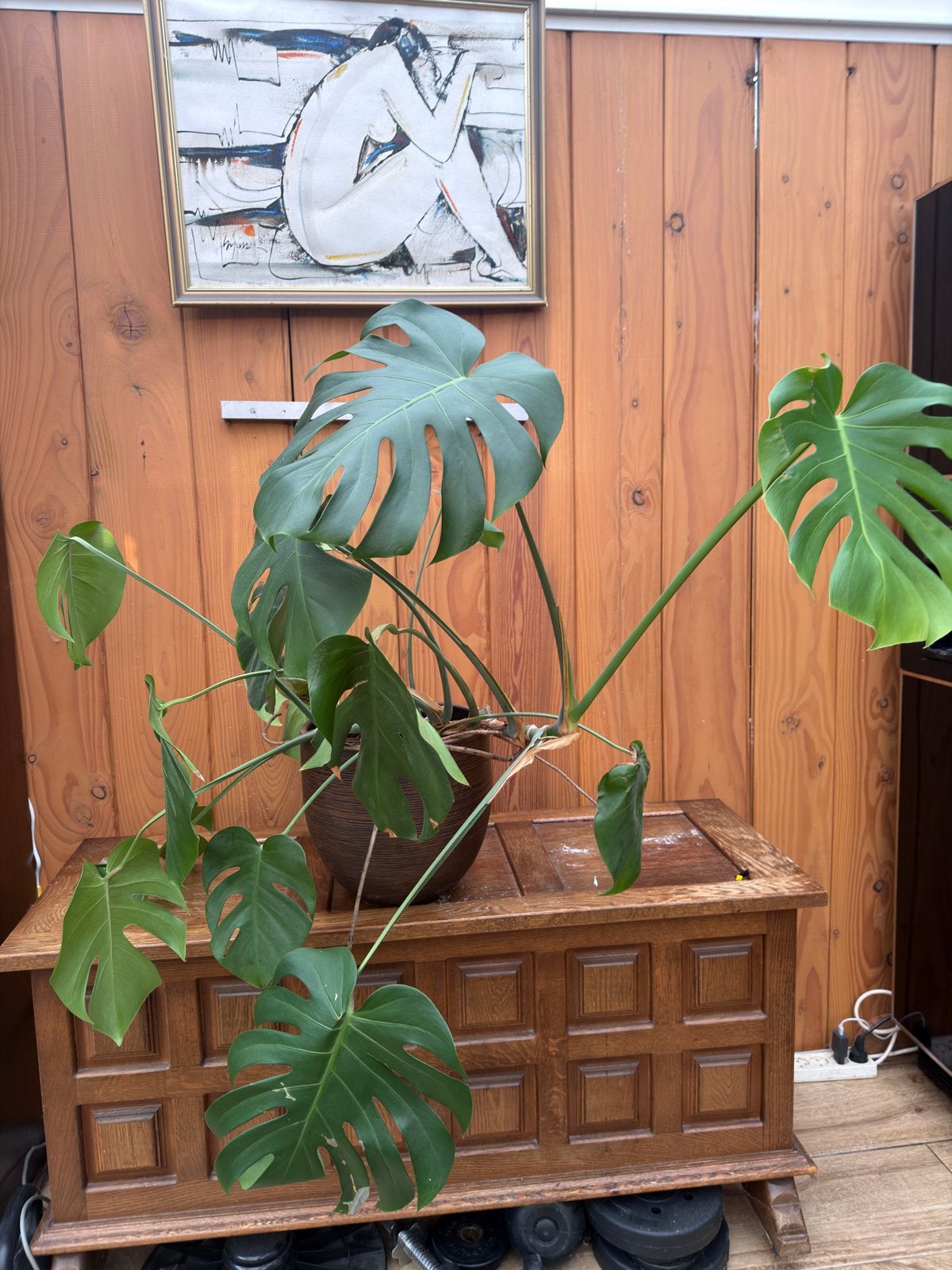 Grote Monstera Deliciosa Kamerplant in Pot, Ophalen, 100 tot 150 cm, Overige soorten, Halfschaduw