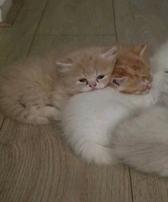 katten en kitten
