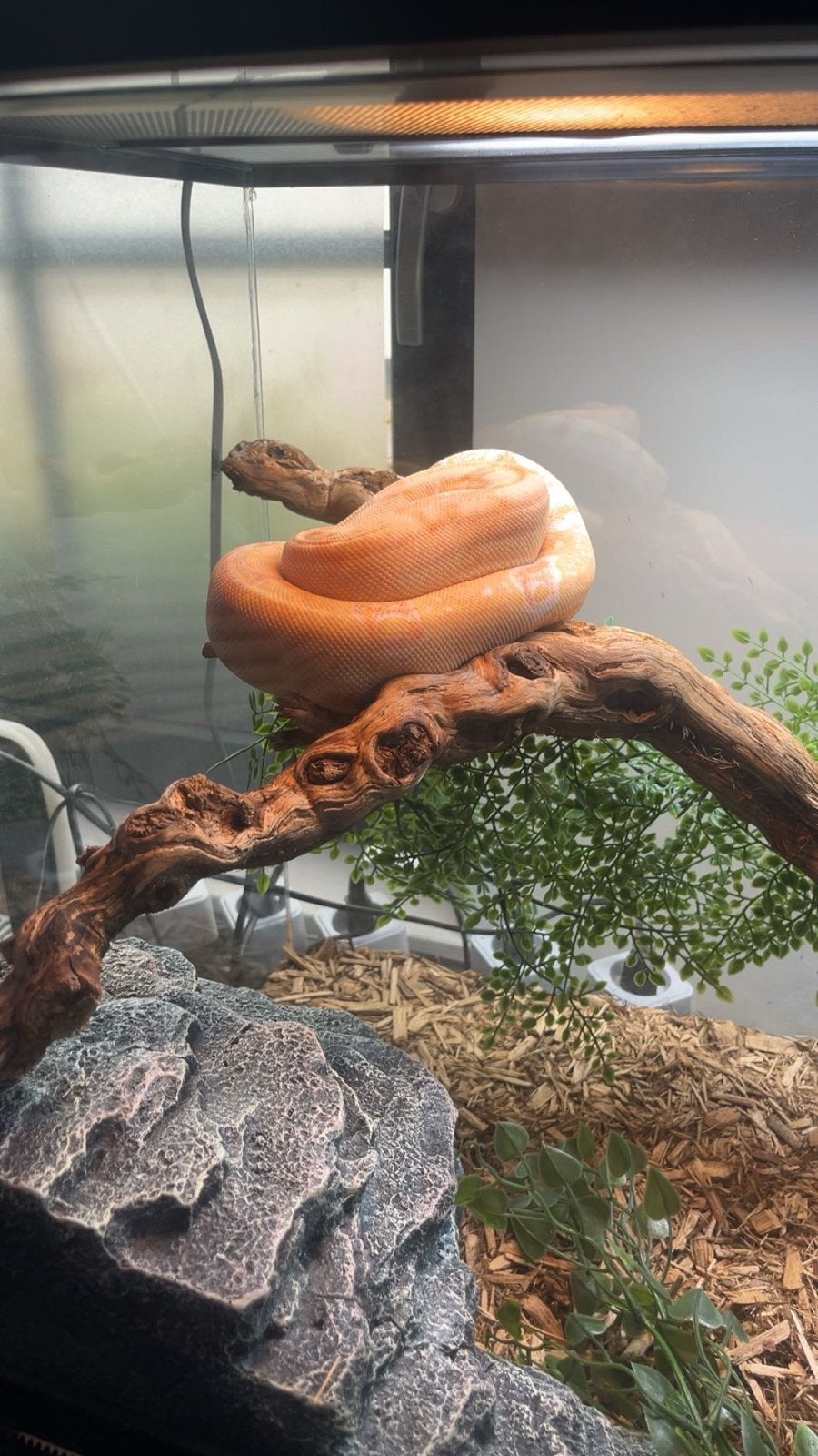 Boa constrictor Boa Constrictor - female for sale from Cindy De Smet