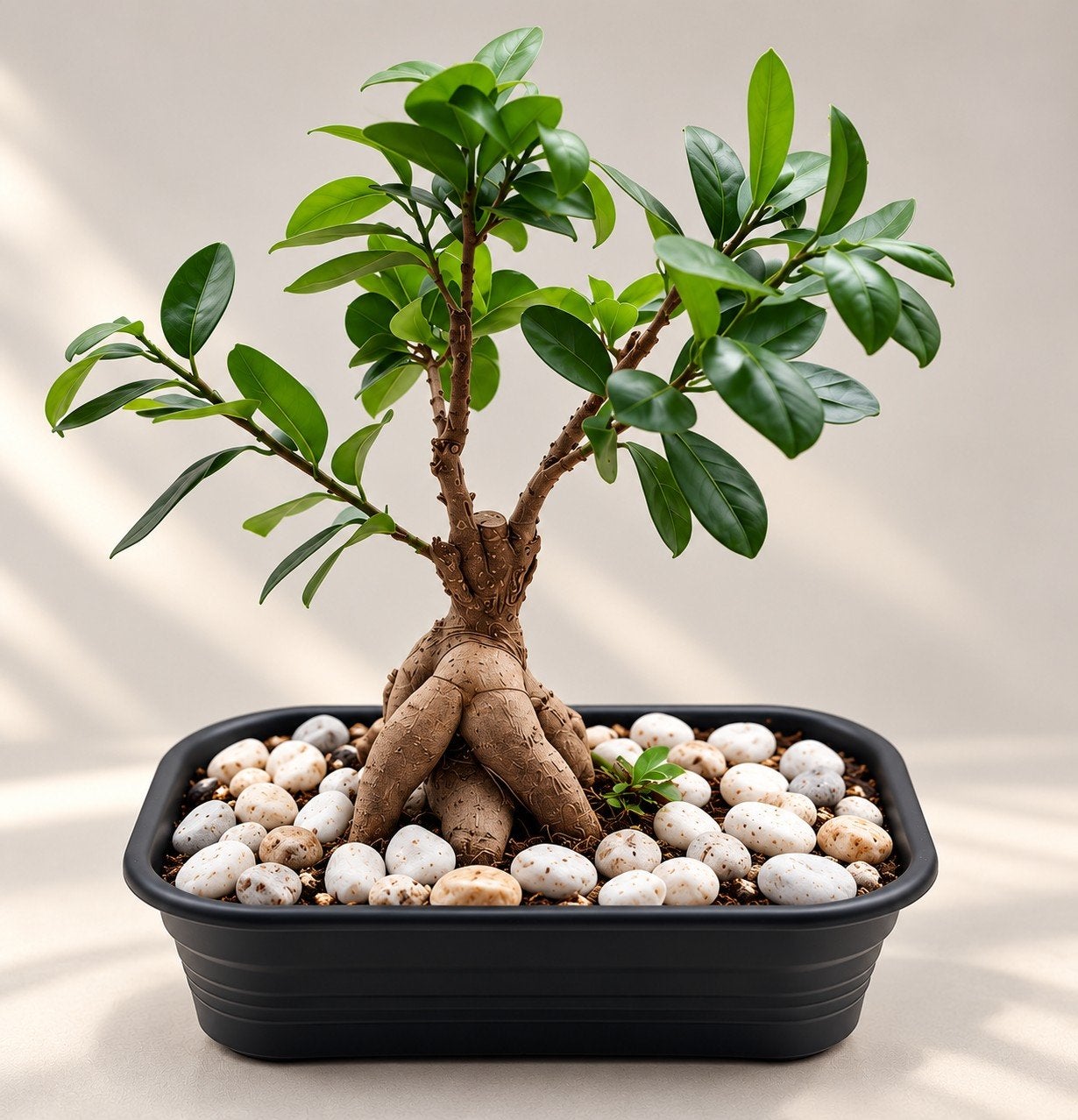 Prachtige Bonsai Ficus in pot, Ophalen, Halfschaduw, In pot, Minder dan 100 cm