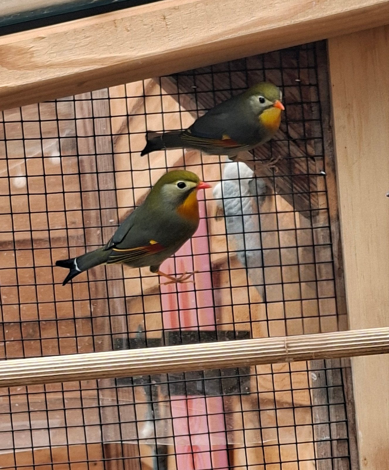 Prachtig koppel Japanse Nachtegaal, Dieren en Toebehoren, Vogels | Overige Vogels, Meerdere dieren, Wildzangvogel, Geringd