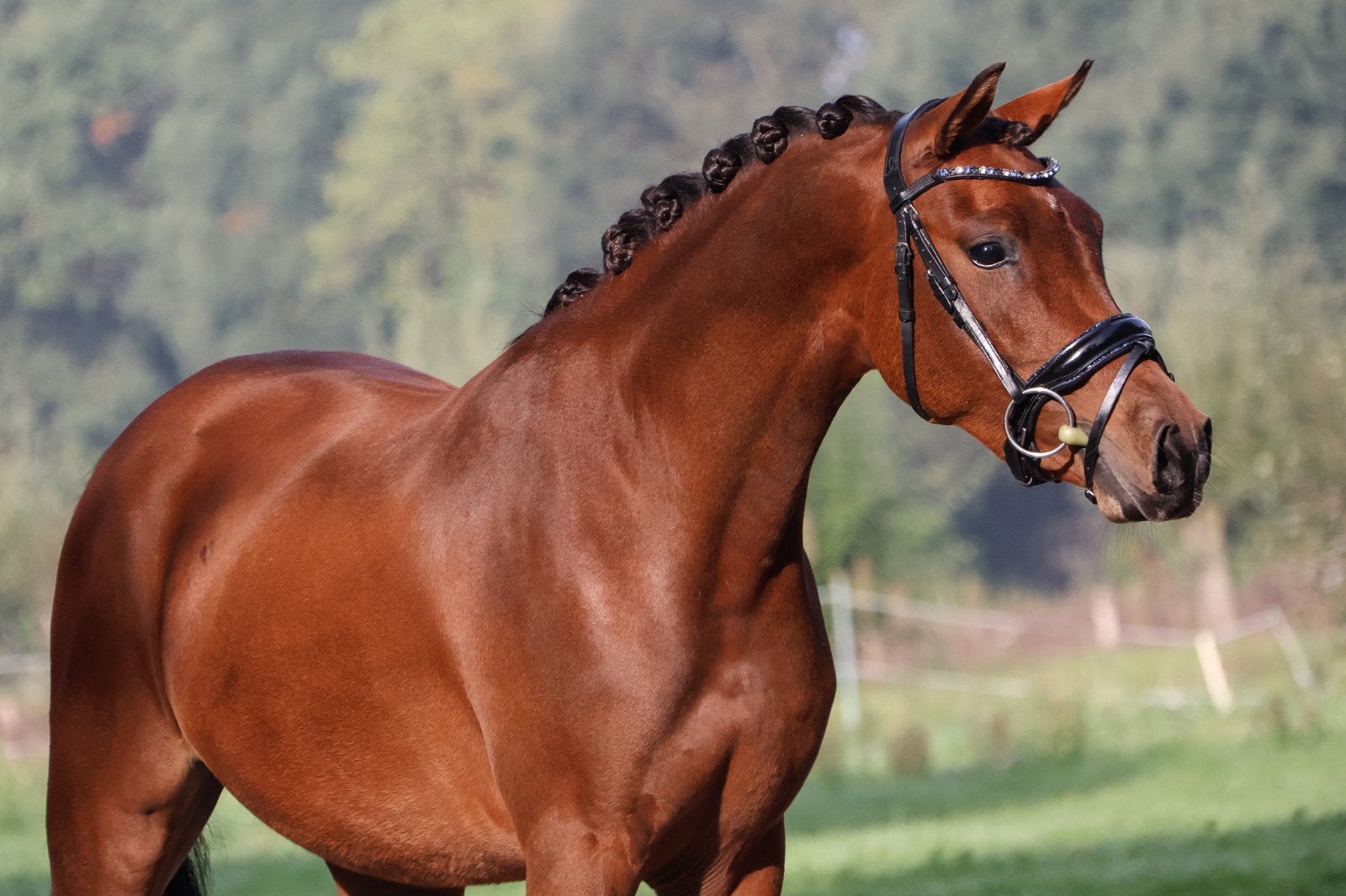 2,5 jarige ruin van bijsterhof’s cour noble, Dieren en Toebehoren, Ruin, Dressuurpony, Met stamboom, 3 tot 6 jaar
