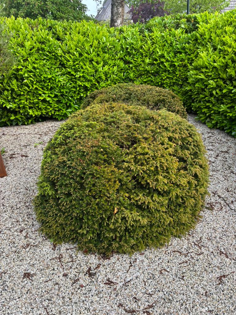 Taxus, Tuin en Terras, Planten | Tuinplanten, Ophalen, Bloeit niet, Overige soorten, Volle zon