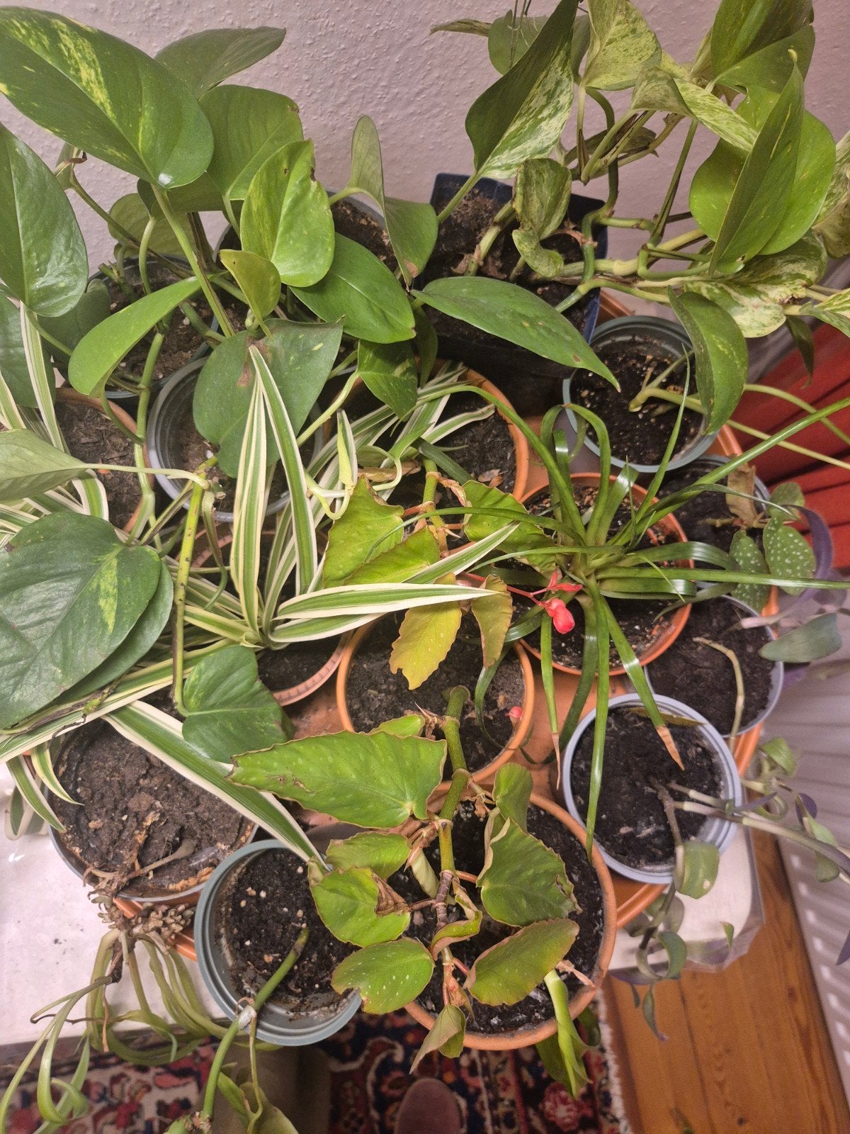 plantjes en stekjes!, Ophalen, Halfschaduw, Minder dan 100 cm