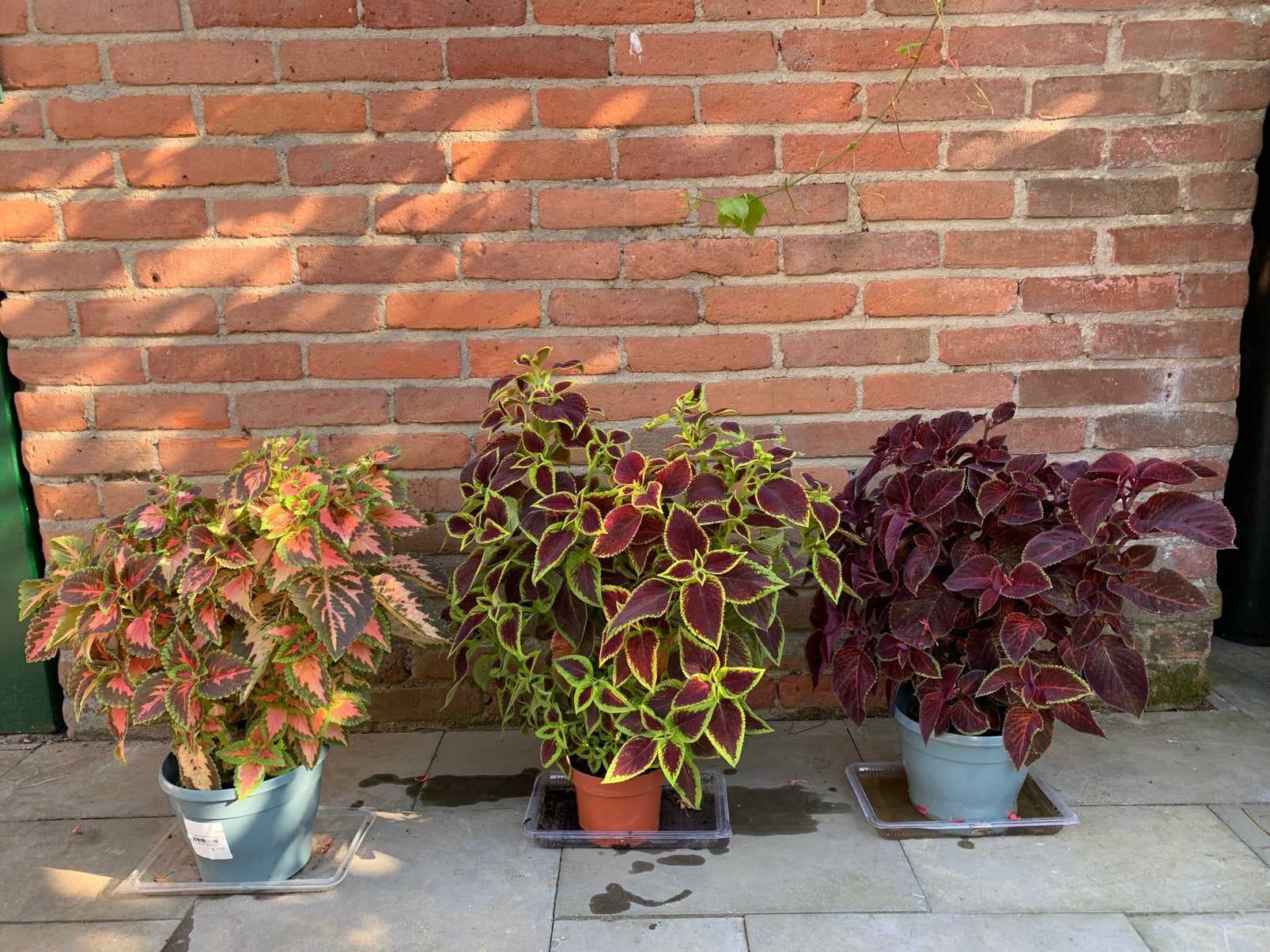 Coleus planten, Ophalen of Verzenden, Overige soorten, Volle zon