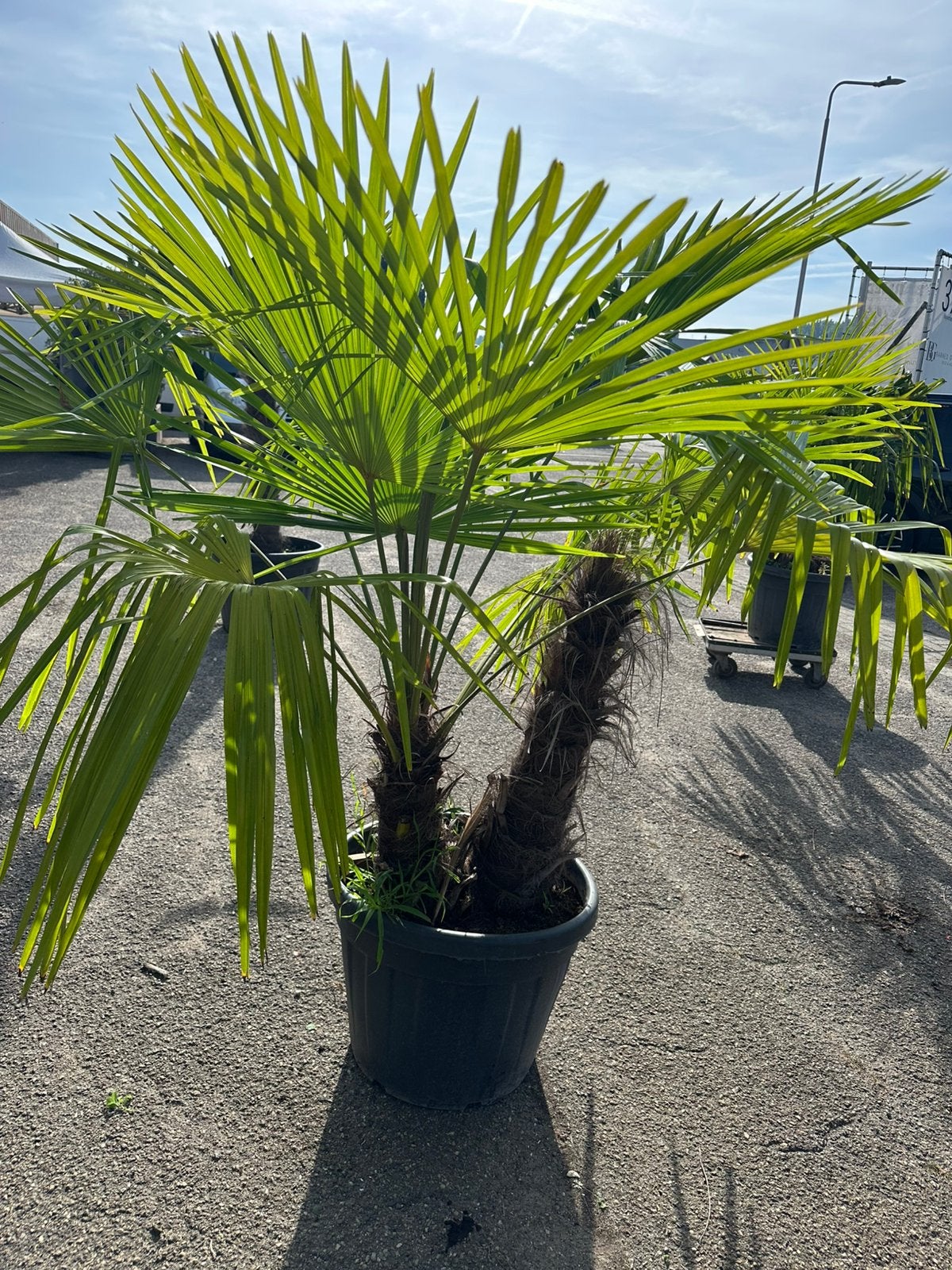 Trachycarpus palm, Ophalen of Verzenden