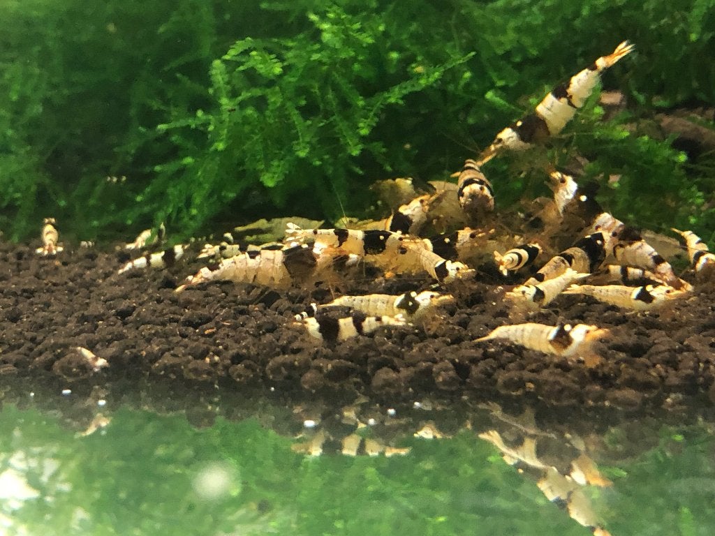 CRISTAL BLACK GARNALEN, Kreeft, Krab of Garnaal, Zoetwatervis, Schoolvis