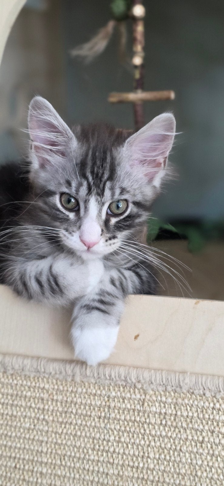 Maine Coon katertje, stamboom,gechipt. Uit geteste ouders, Kater, Met stamboom, 0 tot 2 jaar