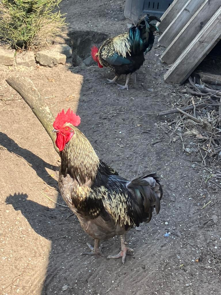 Haan (Araucana), Dieren en Toebehoren, Pluimvee, Mannelijk, Kip
