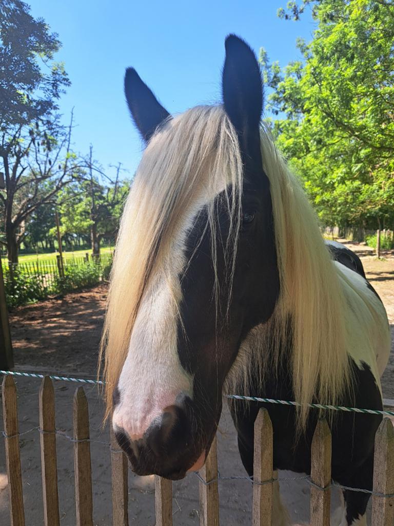 Lieve Irish Cob / Tinker pony merrie bijna 5 jaar, onbeleerd, Merrie, Recreatiepaard