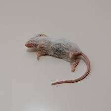 Diepvries muizen en ratten bij csreptiles Venlo, Ophalen of Verzenden, Nieuw, Overige typen