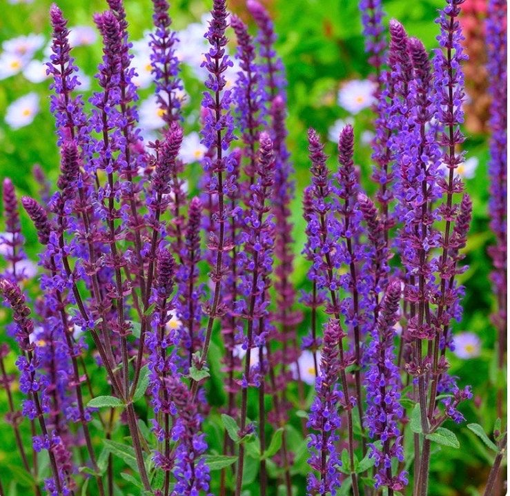 Salvia Caradonna, Ostfriesland & Schneehugel P9 - Vaste Plan, Overige soorten, Volle zon, Vaste plant, Ophalen of Verzenden