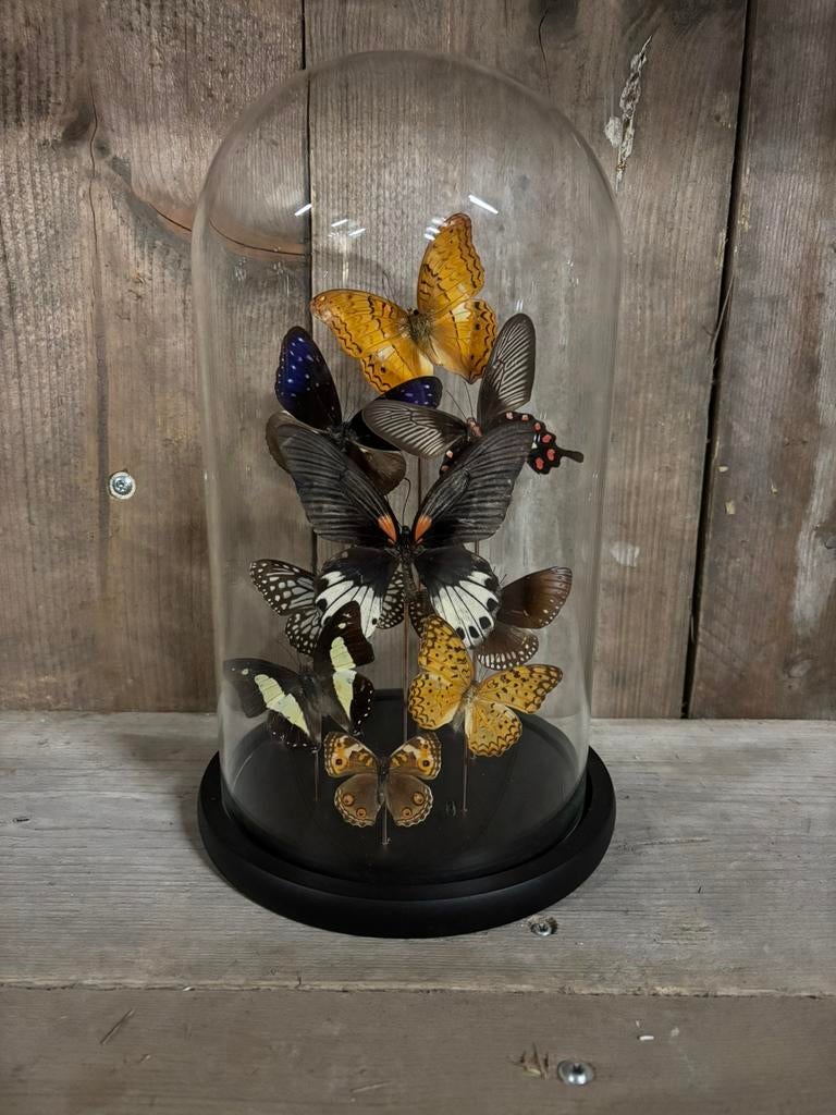 Mooie stolp met 9 verschillende opgezette vlinders, Ophalen of Verzenden, Nieuw, Insect, Opgezet dier