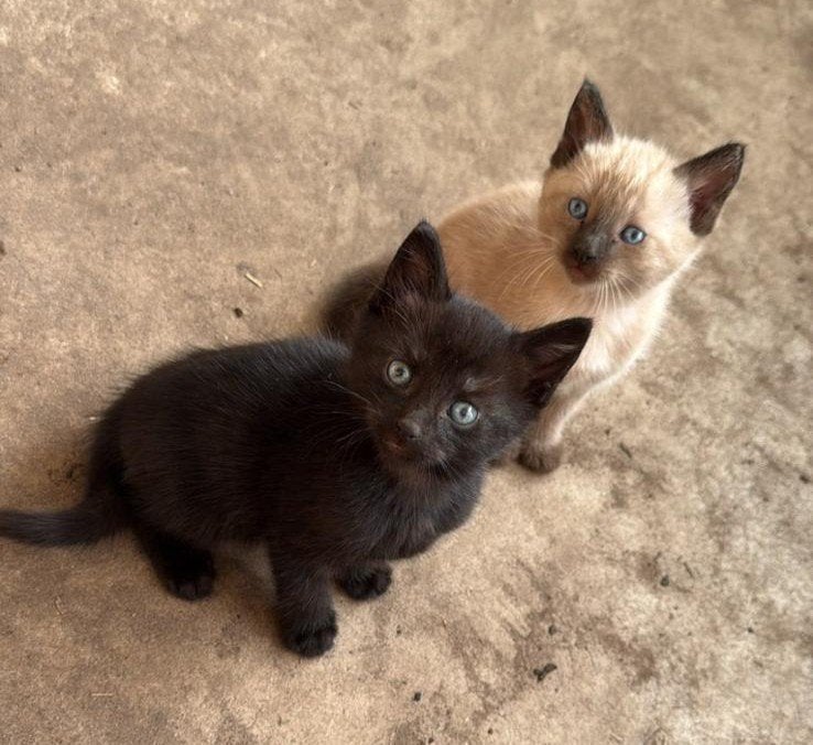 kittens te koop, Dieren en Toebehoren, Kater, 0 tot 2 jaar