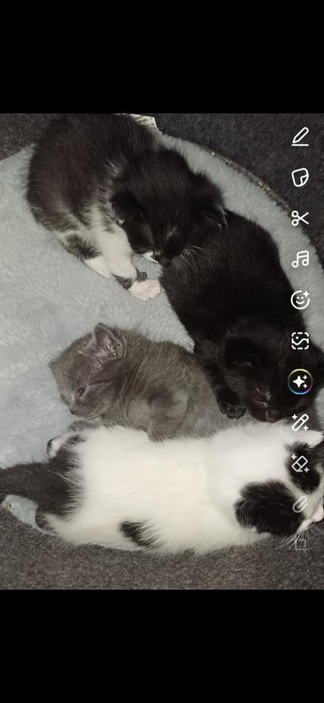 Newborn kittens (lees beschrijving), Dieren en Toebehoren, Katten en Kittens | Raskatten | Korthaar, Kater, Met stamboom, 0 tot 2 jaar