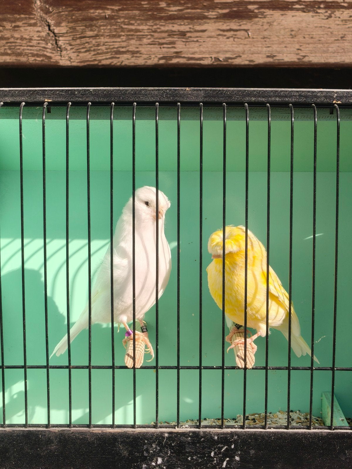 Gloster couple 2025, Mannelijk, Kleurkanarie