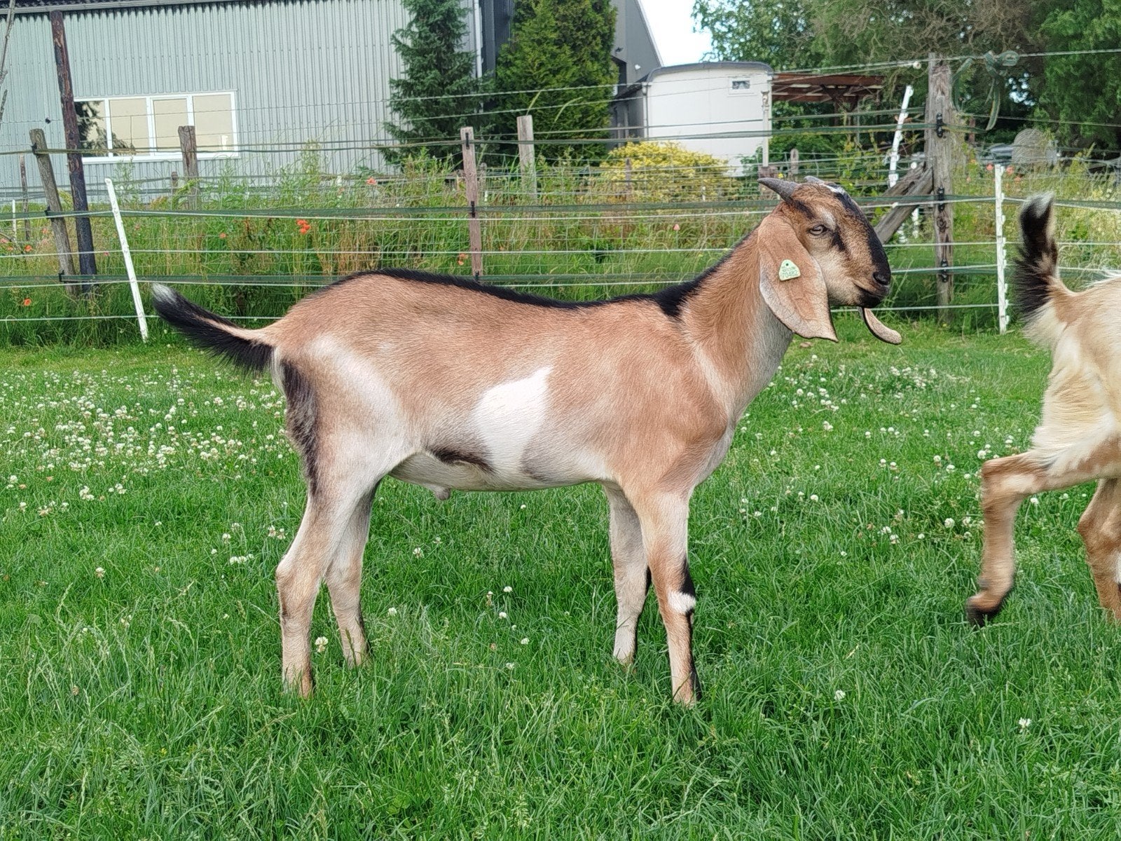 Jonge Nubische bok, CL / CAE vrij, Dieren en Toebehoren, Schapen, Geiten en Varkens, Mannelijk, Geit, 0 tot 2 jaar