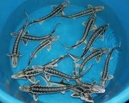 Zebrasteuren 25/30 cm, nu voor 35,- !!, Dieren en Toebehoren, Steur