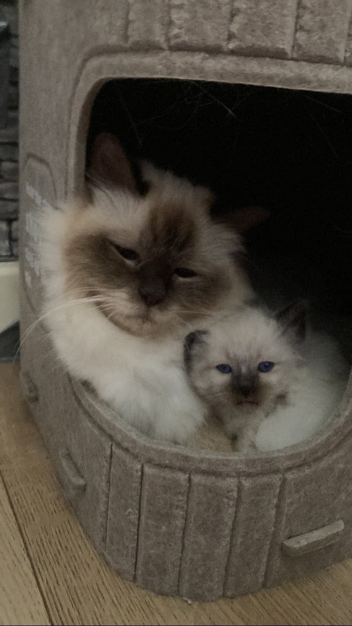 Heilige Birmaan kittens ( 20.02.26)op zoek naar baasje!, Meerdere dieren, Gechipt