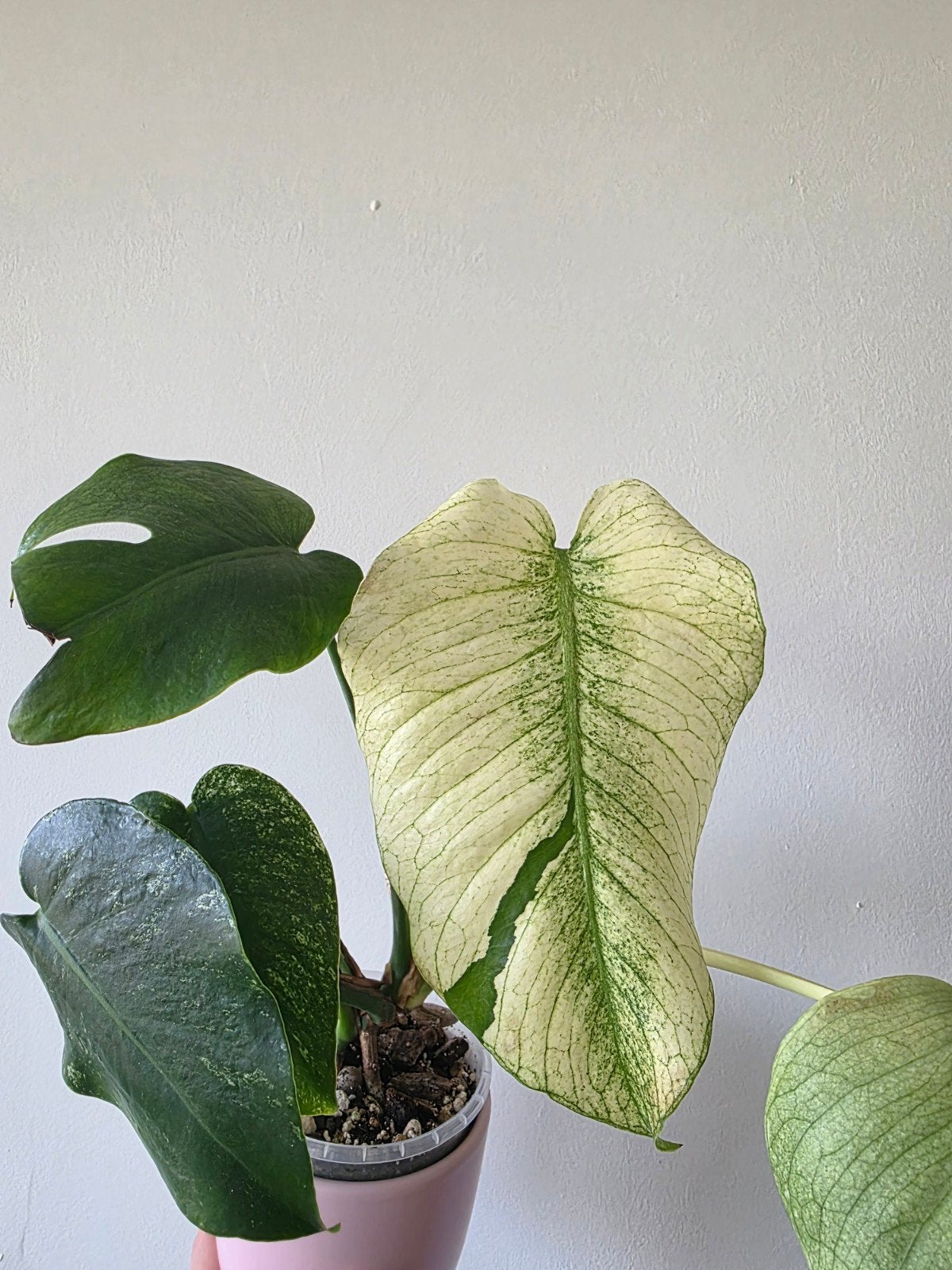 Monstera Deliciosa Jungle Mint- Zeldzame Kamerplant, Overige soorten, Vaste plant, Ophalen of Verzenden, Bloeit niet