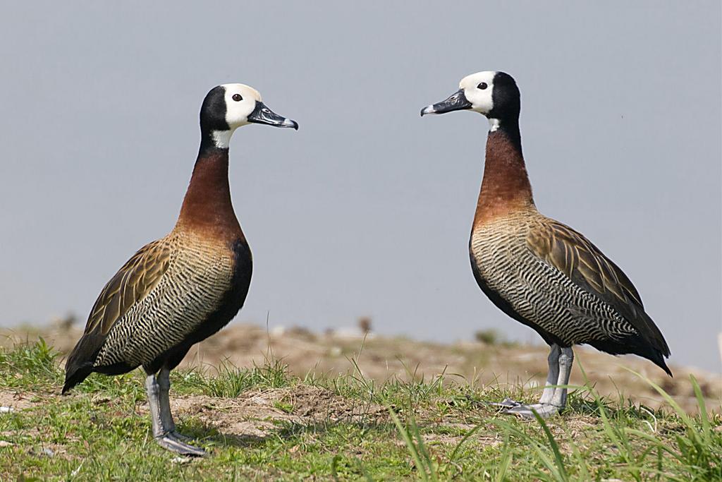 Siereenden, Meerdere dieren, Eend