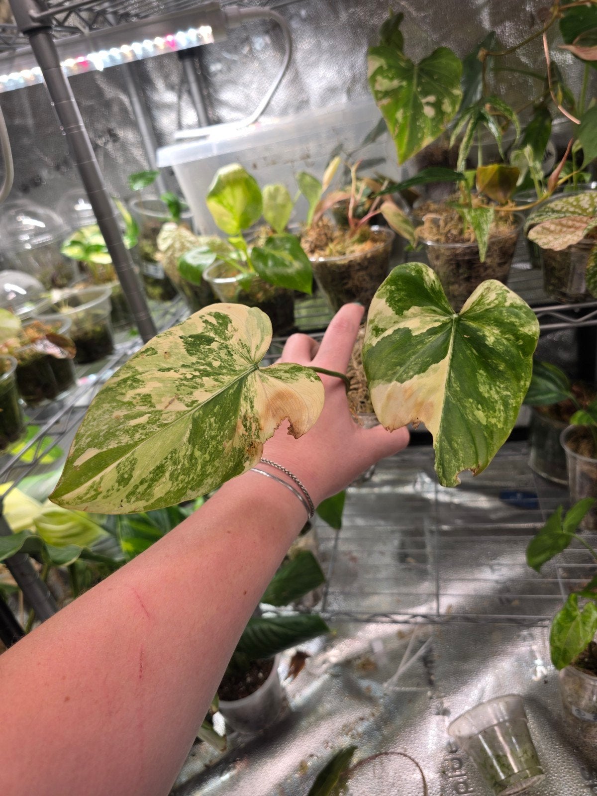 philodendron gloriosum varigata, Ophalen of Verzenden, Halfschaduw, Minder dan 100 cm