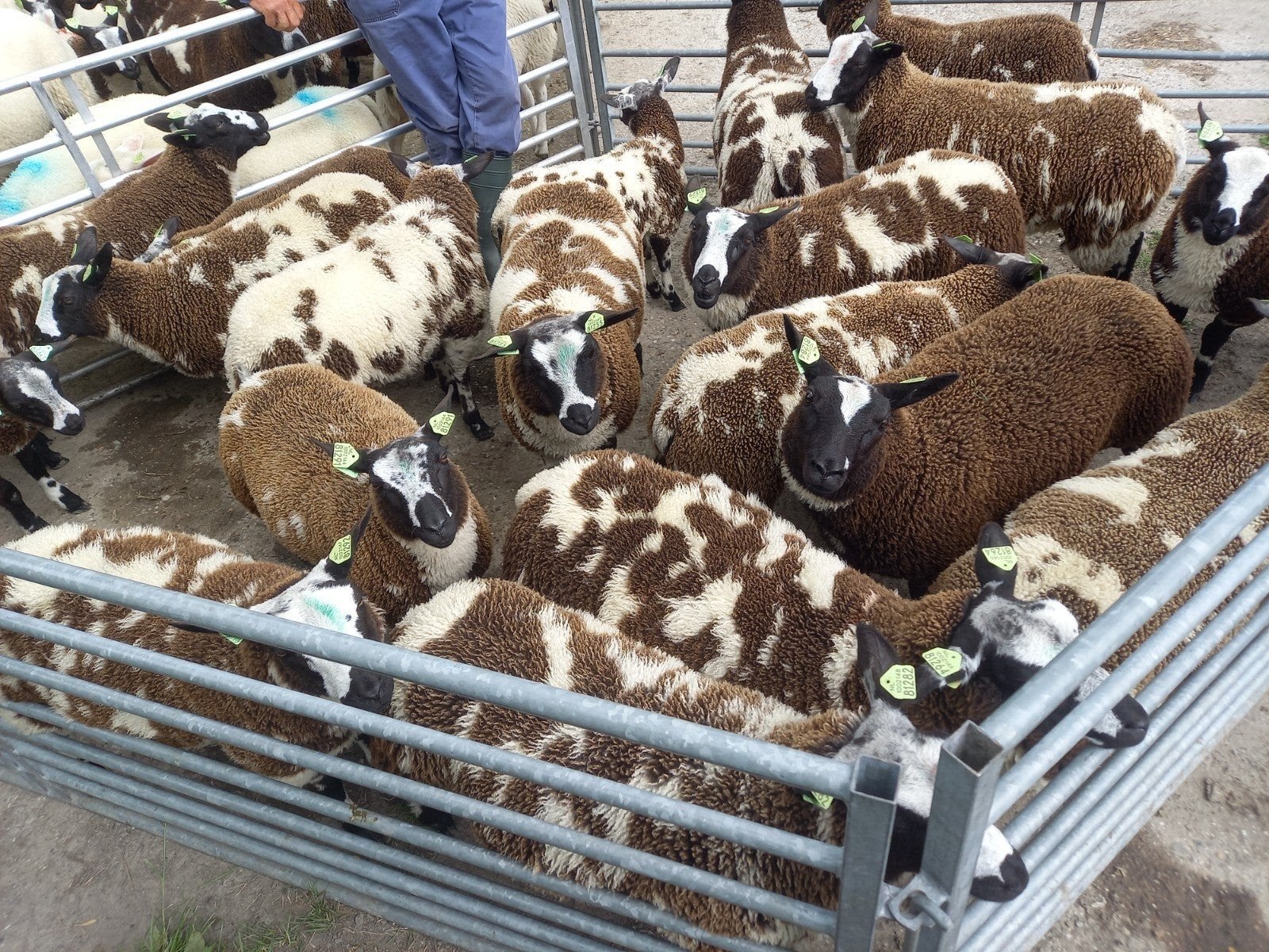 Zwoegervrije bonte ooilammeren., Meerdere dieren, Schaap