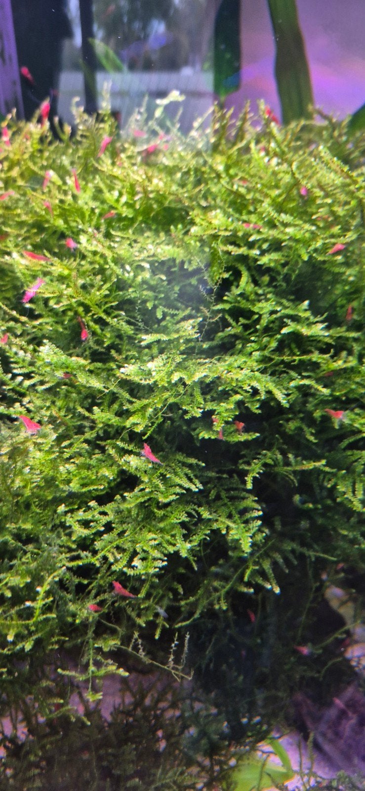 - - - KERSTMOS - - - decoratie mos voor aquarium per handvol, Dieren en Toebehoren, Ophalen, Plant(en), Steen of Hout