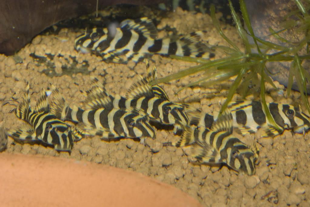 L-Nummers: L134 Peckoltia compta, Vis, Zoetwatervis