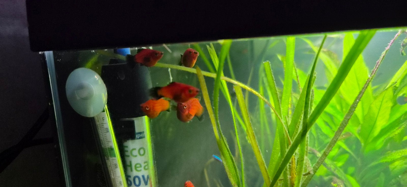 Platy vissen xiphophorus maculatus, Dieren en Toebehoren, Ophalen, Overige typen