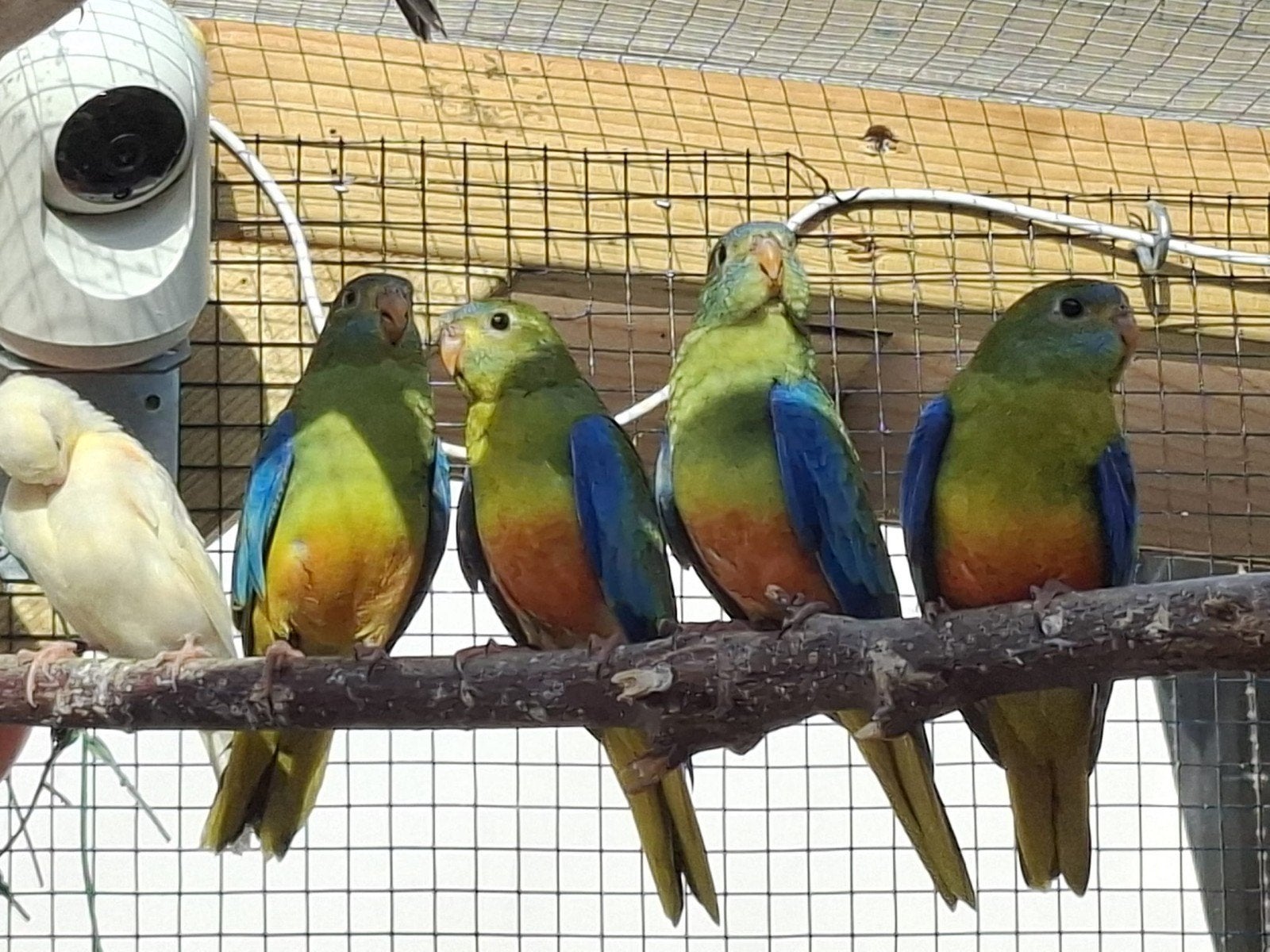 4 mooie jonge turquoisine parkieten te koop, Dieren en Toebehoren, Vogels | Parkieten en Papegaaien, Meerdere dieren, Parkiet