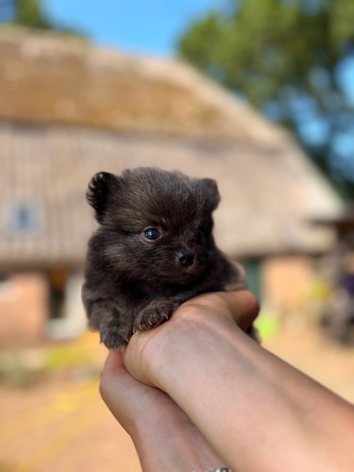 pomchi pups, Overige rassen, 8 tot 15 weken, Meerdere, Meerdere dieren