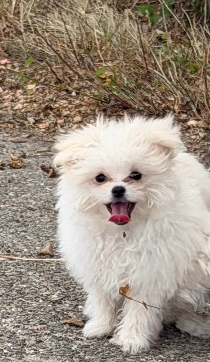 Mini pomeriaan pup reu, Dieren en Toebehoren, Honden | Chihuahua's en Gezelschapshonden, Parvo, 8 tot 15 weken, Eén hond, Nederland