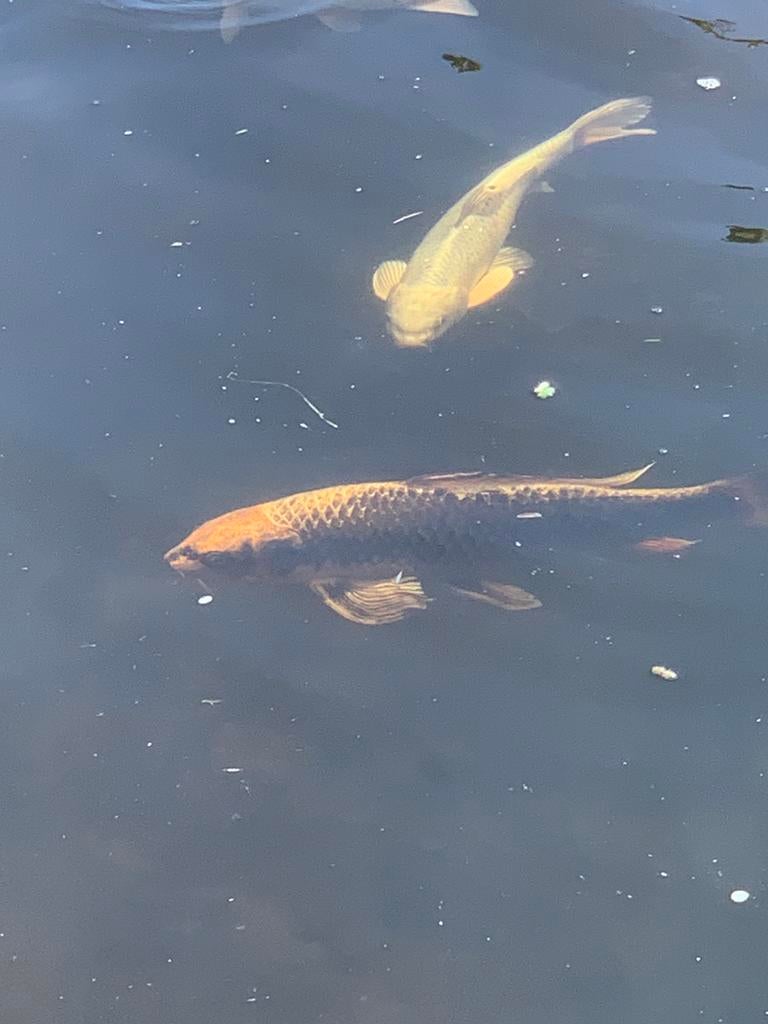 Meerdere koi karpers en goudvis te koop, Karper of Koi