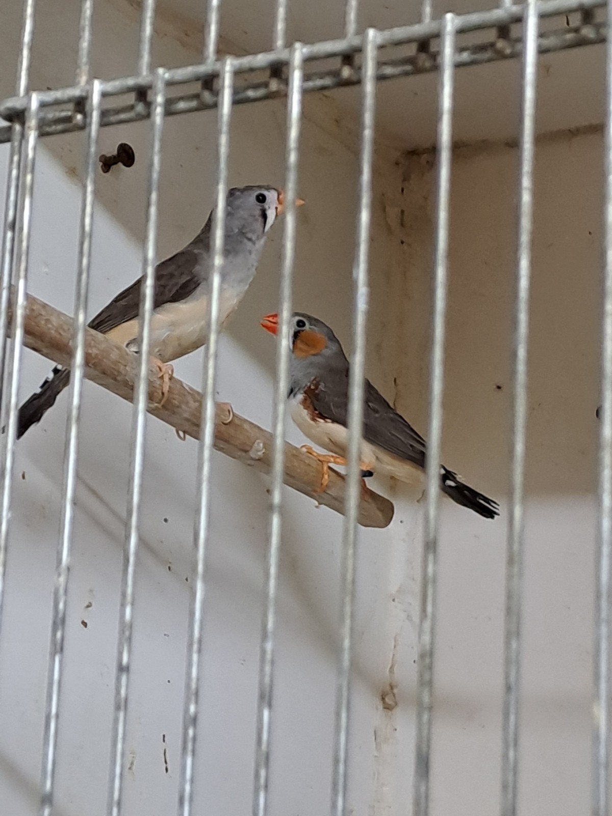 2-4 timor zebravinken, Meerdere dieren, Kleurkanarie