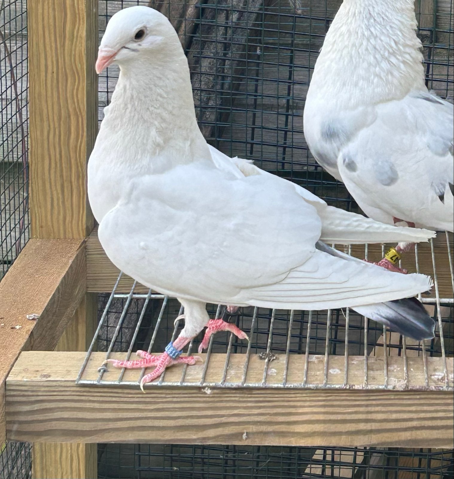 Palomo de clase kropper duivin, Dieren en Toebehoren, Vogels | Duiven, Vrouwelijk, Kropper