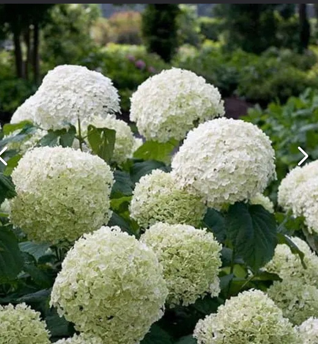 Hortensia strong Annabel, Tuin en Terras, Ophalen, Overige soorten, Halfschaduw