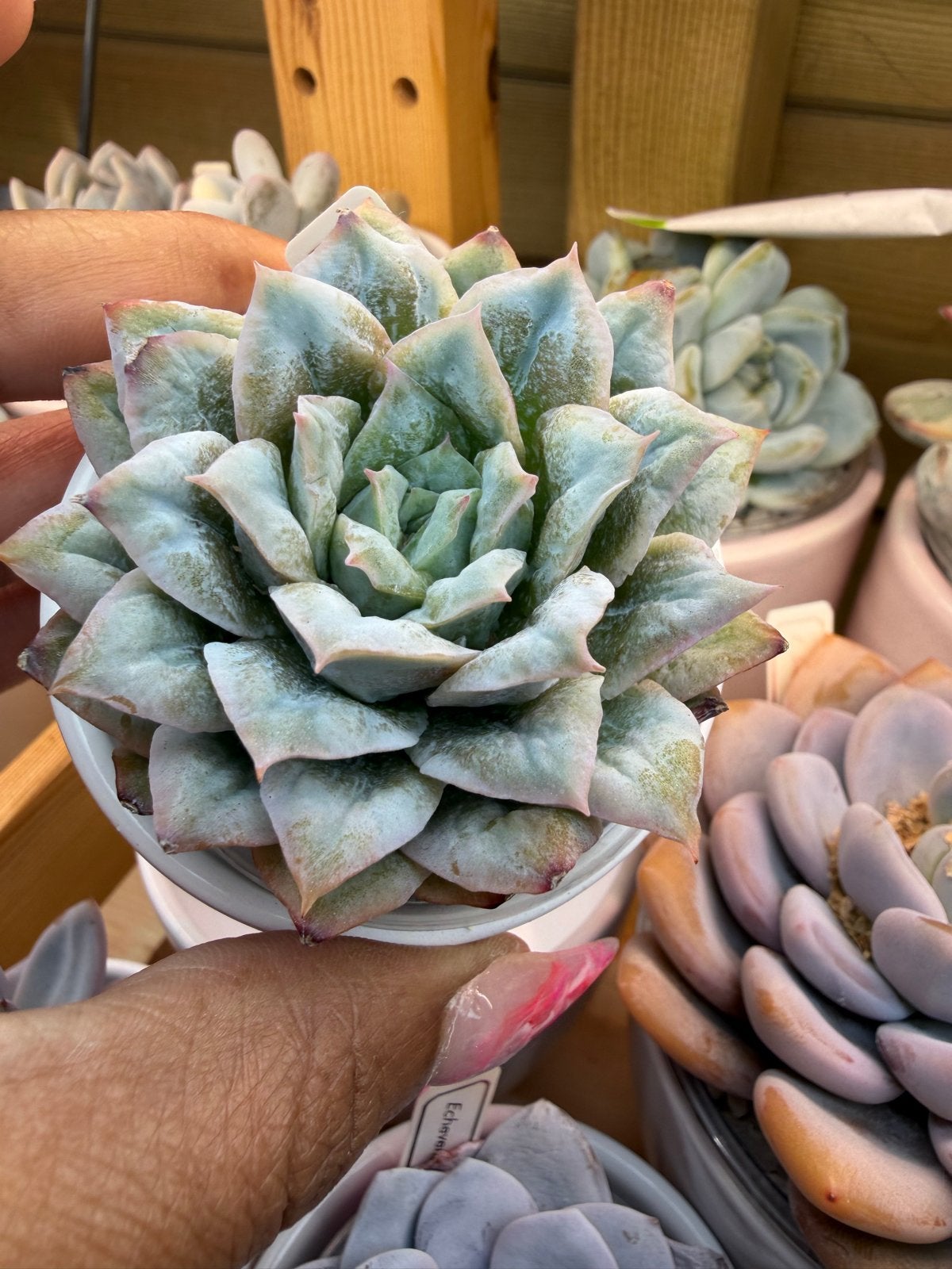 Echeveria Seer Sucker - Prachtige vetplant, Verzenden, Halfschaduw, Minder dan 100 cm