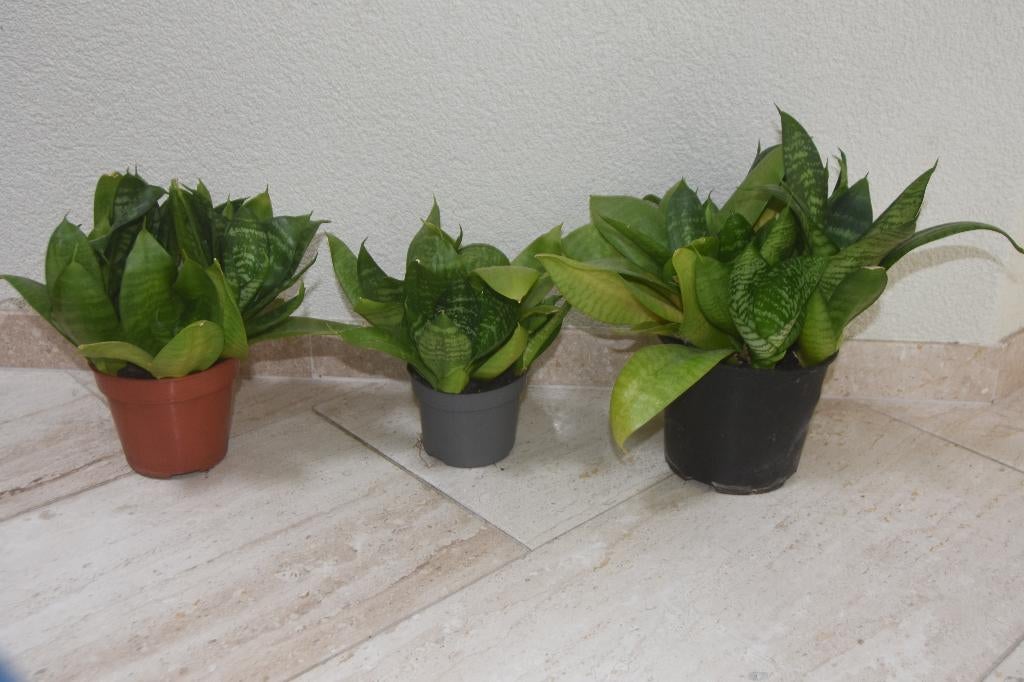 3 Sansevieria Hahnii planten, Huis en Inrichting, Kamerplanten, Ophalen, Overige soorten, Halfschaduw, Minder dan 100 cm
